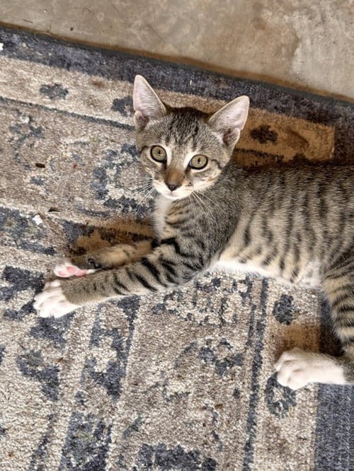 LUNA - Domestic Short Hair available for adoption