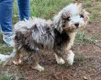 Banjo - Photo 1