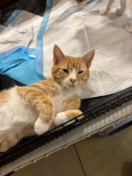 MARMALADE - Domestic Short Hair available for adoption
