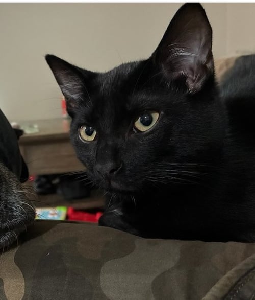 LEO - Domestic Short Hair available for adoption