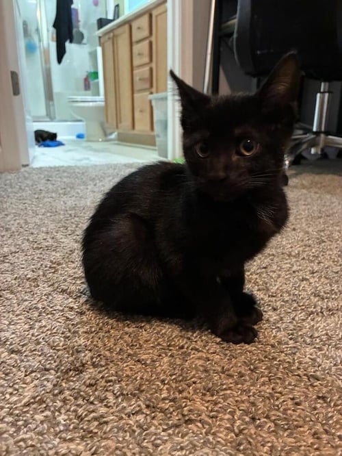LEO - Domestic Short Hair available for adoption