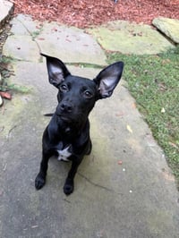 Daisy - Photo 4