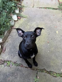 Daisy - Photo 3
