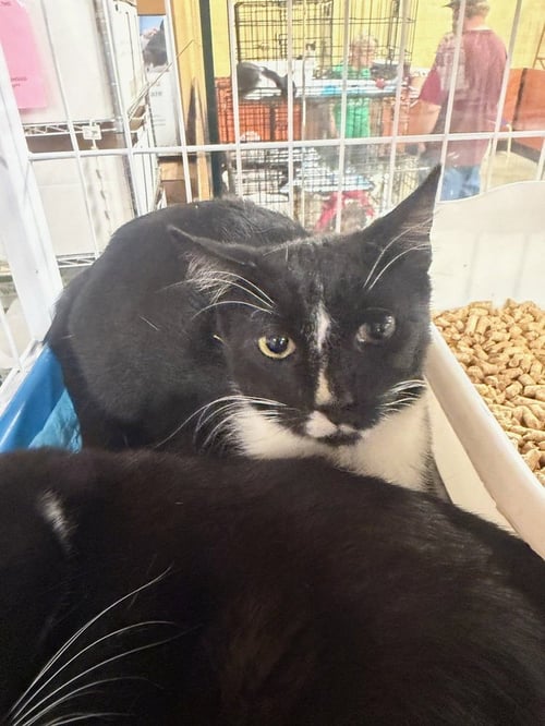 CALEB - Domestic Short Hair available for adoption