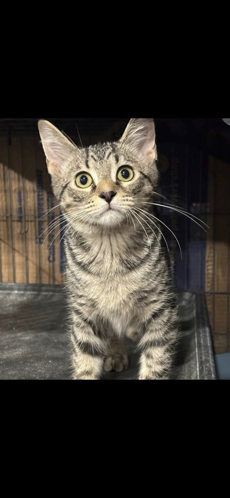 PEPPER - Domestic Short Hair available for adoption