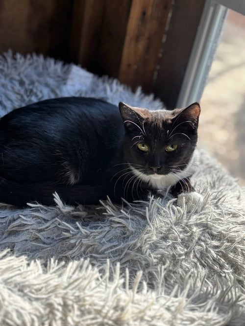 SERENDIPITY - Domestic Short Hair available for adoption