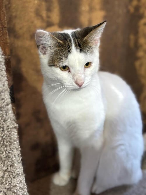 BESSIE - Domestic Short Hair available for adoption