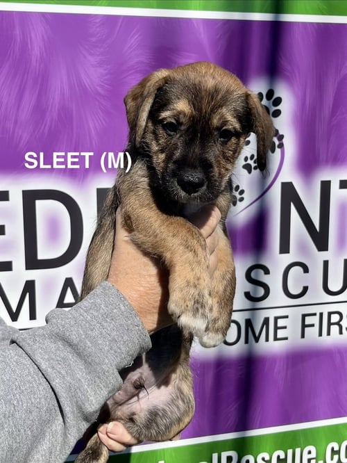 SLEET - Boxer / Terrier available for adoption