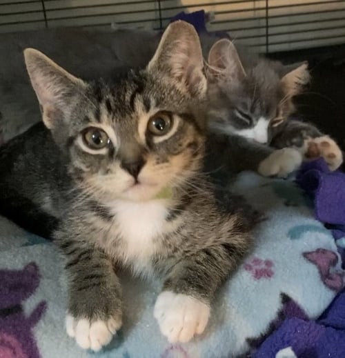 WHISKEY - Domestic Short Hair available for adoption