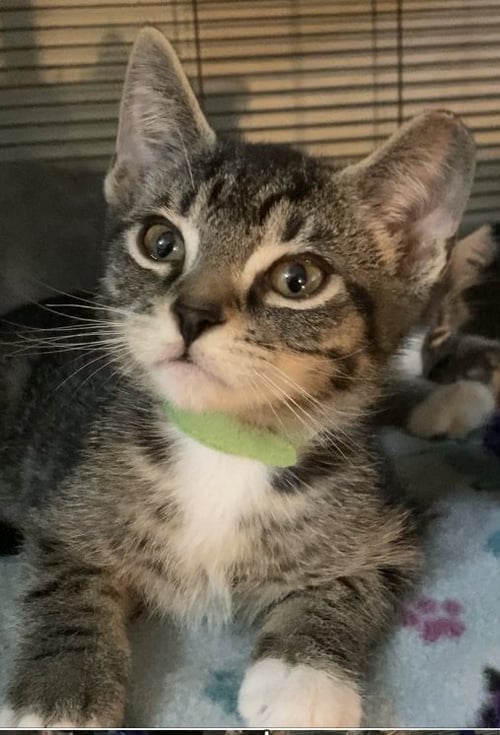 WHISKEY - Domestic Short Hair available for adoption