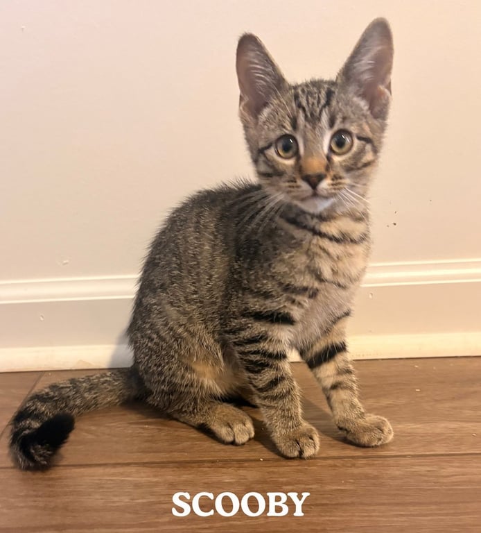 Scooby Image