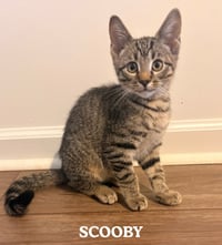 Scooby - Photo 1