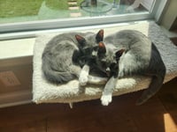 Cinder - Photo 3