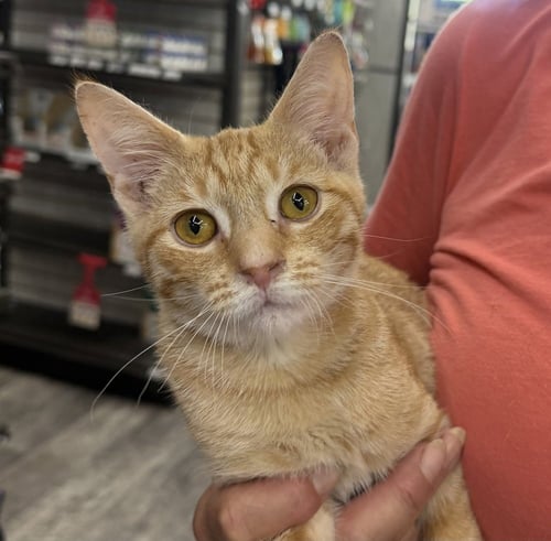 BINDY - Domestic Short Hair available for adoption