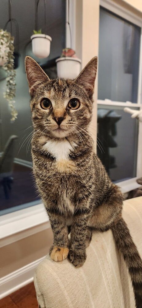 ERIS - Domestic Short Hair available for adoption