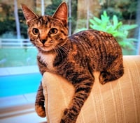 Eris - Photo 2