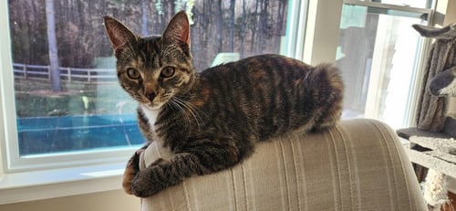 ERIS - Domestic Short Hair available for adoption