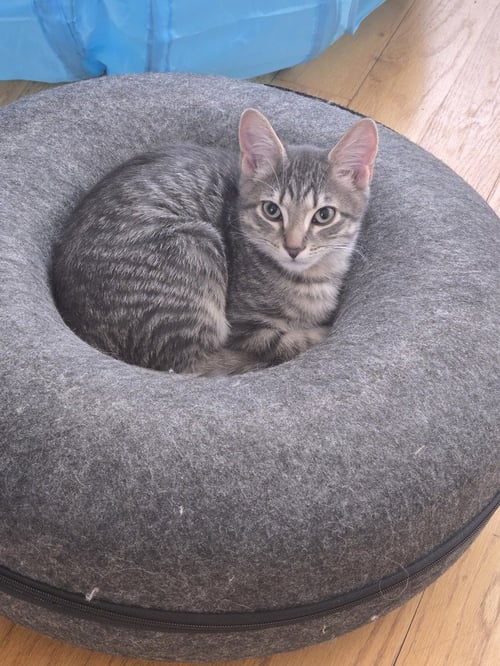BRUNO - Domestic Short Hair available for adoption