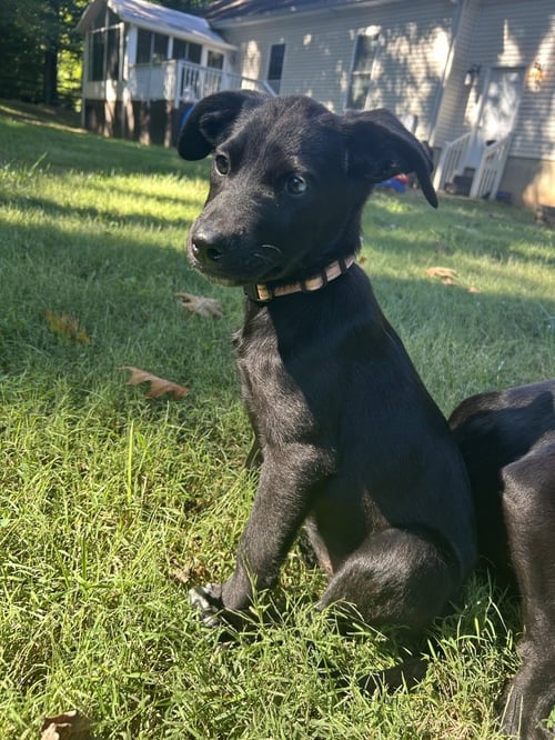 FRANNIE - Hound available for adoption
