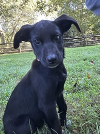 Frannie - Photo 3