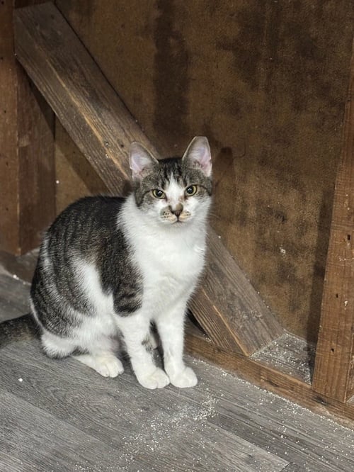 STASH - Domestic Short Hair available for adoption