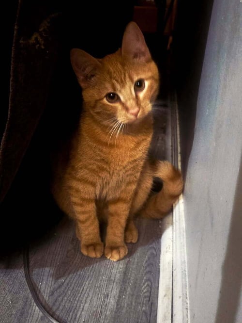 DIPPER - Domestic Short Hair available for adoption
