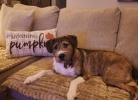 Whiskers - Photo 2