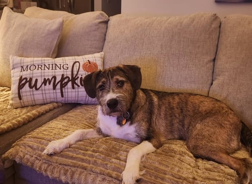 WHISKERS - Boxer / Terrier available for adoption