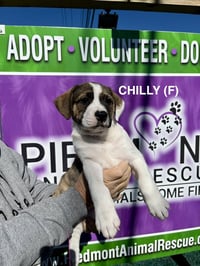 Chilly - Photo 1