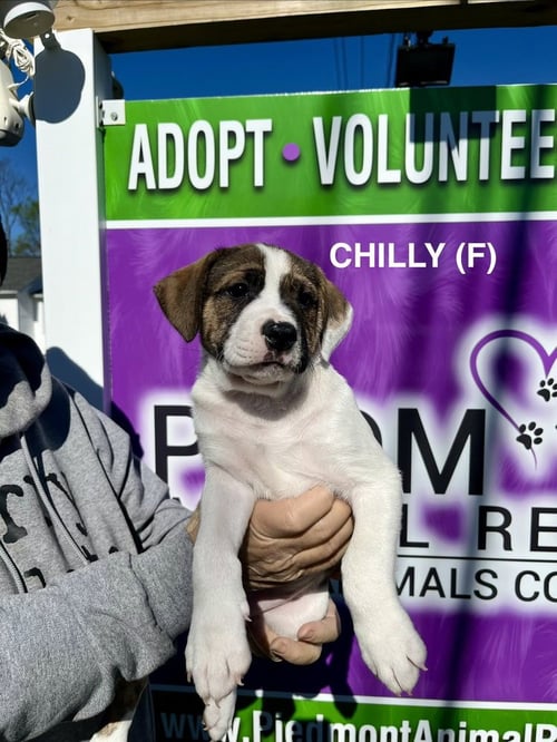 CHILLY - Boxer / Terrier available for adoption