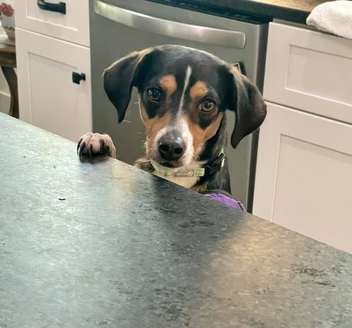 MILA - Beagle available for adoption