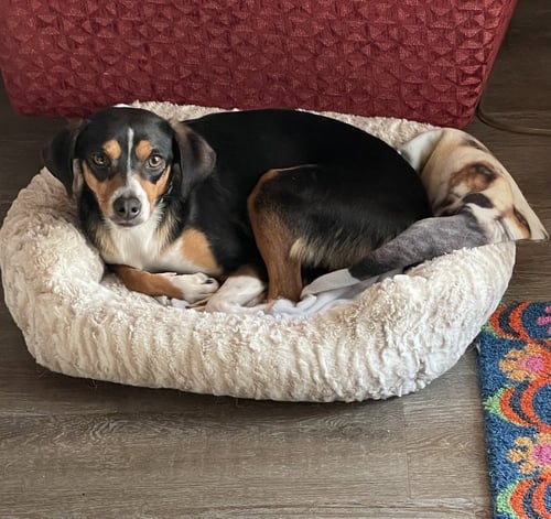 MILA - Beagle available for adoption