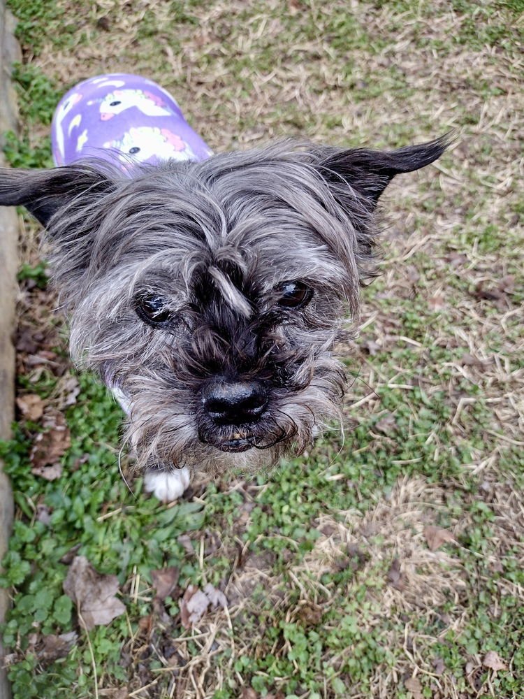 SADIE - Shih Tzu / Yorkshire Terrier Yorkie available for adoption