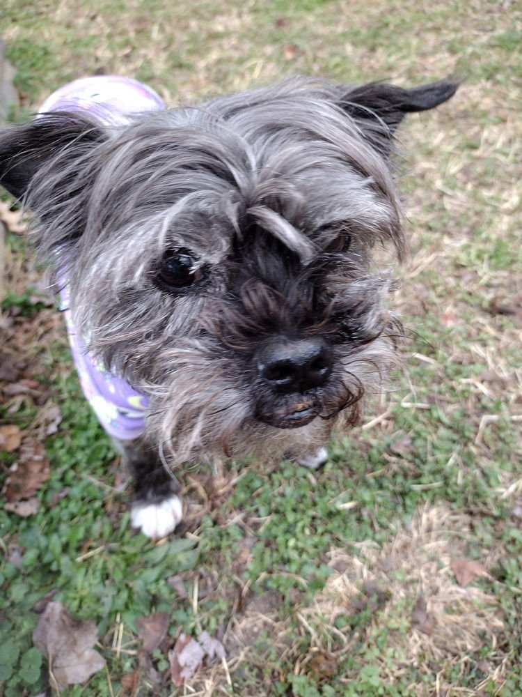 SADIE - Shih Tzu / Yorkshire Terrier Yorkie available for adoption