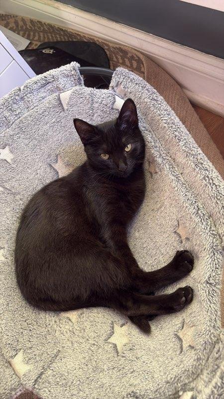 SPLAT - Domestic Short Hair available for adoption