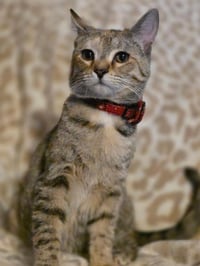 Willow - Photo 3