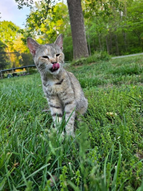 WILLOW - Domestic Short Hair available for adoption