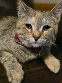 Willow - Photo 4