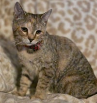 Willow - Photo 3