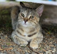 Willow - Photo 1