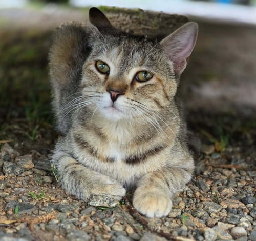 WILLOW - Domestic Short Hair available for adoption