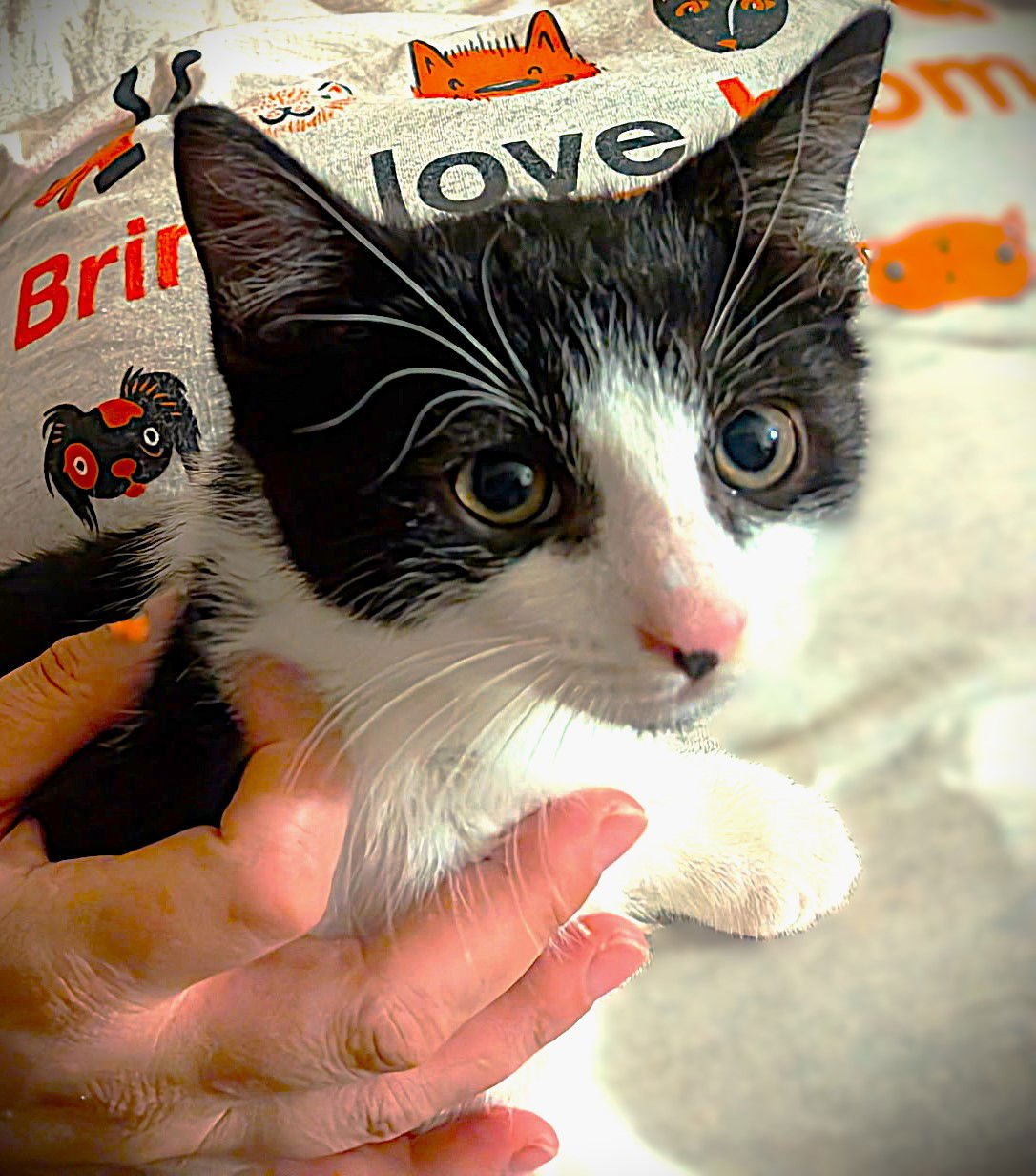 CODY - Domestic Short Hair available for adoption