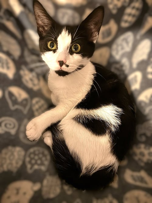 CLOUD - Domestic Short Hair / Tuxedo available for adoption