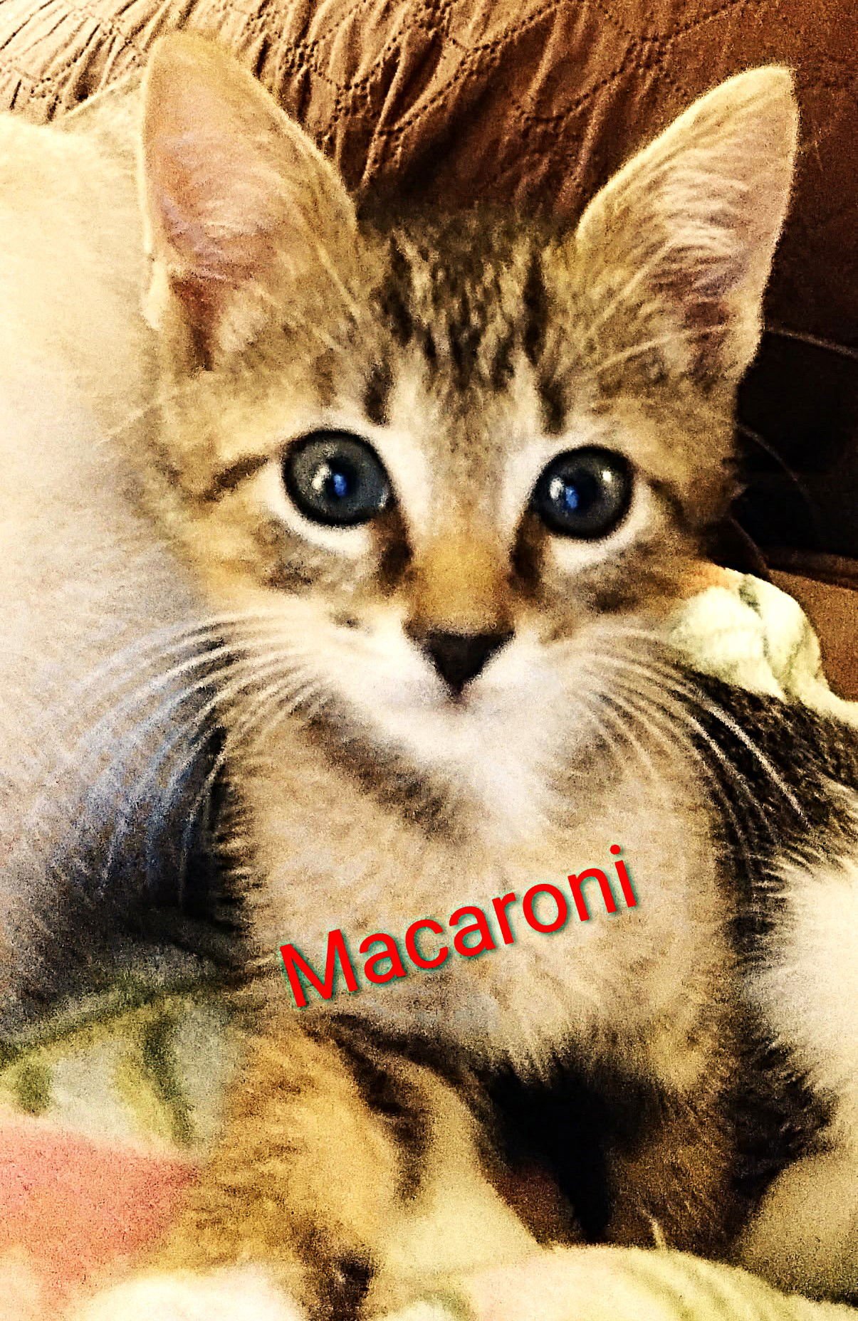 MACARONI - Tabby / Domestic Short Hair available for adoption