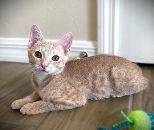 FINN - Tabby available for adoption