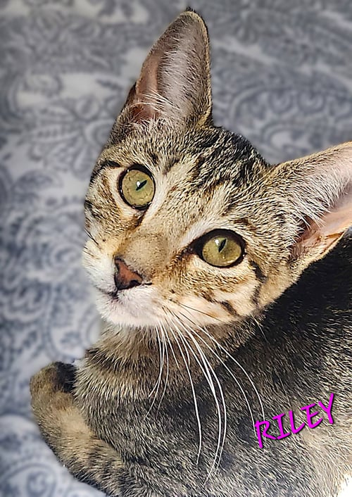 RILEY - Tabby available for adoption