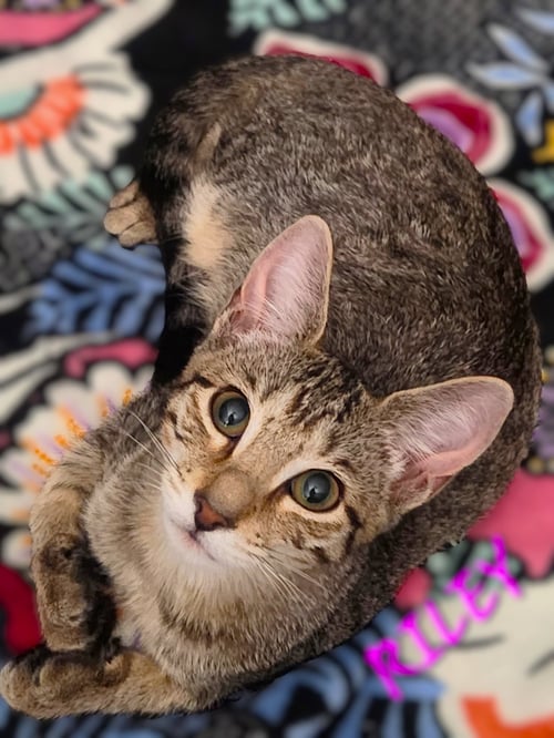 RILEY - Tabby available for adoption