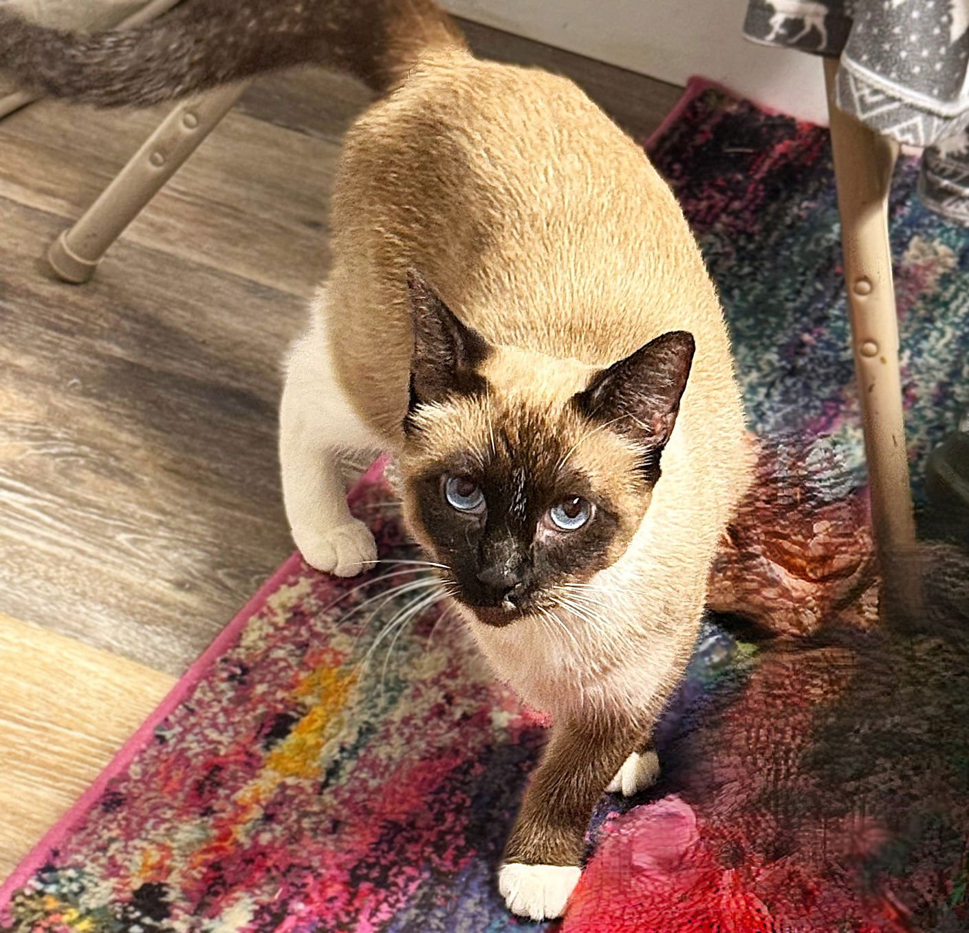 ASH - Siamese / Snowshoe available for adoption
