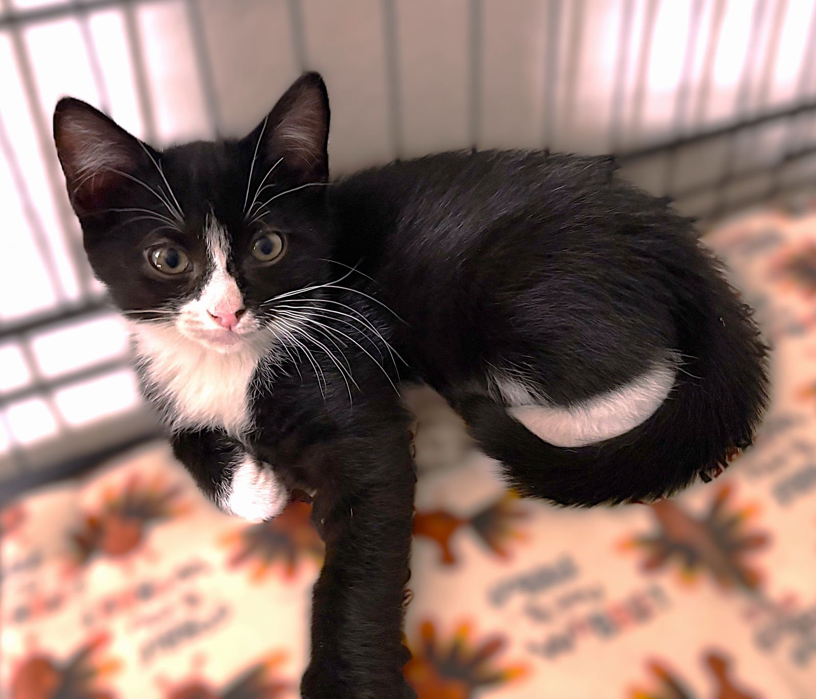 RUMI - Tuxedo available for adoption