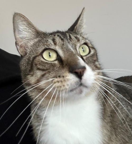 BOOTS - Tabby available for adoption